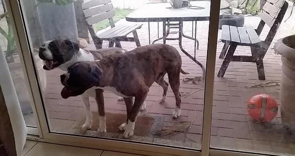 澳拳师犬舔窗户“做家务”呆萌惹人爱