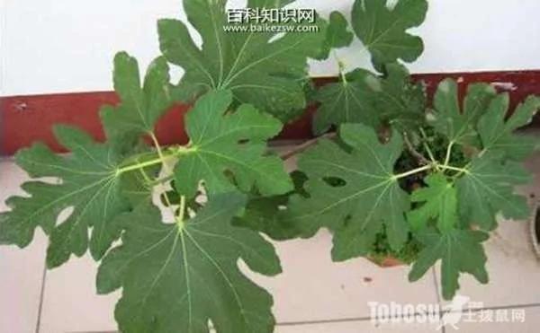 这4种植物可清除室内油烟和粉尘 简单又能美化房间