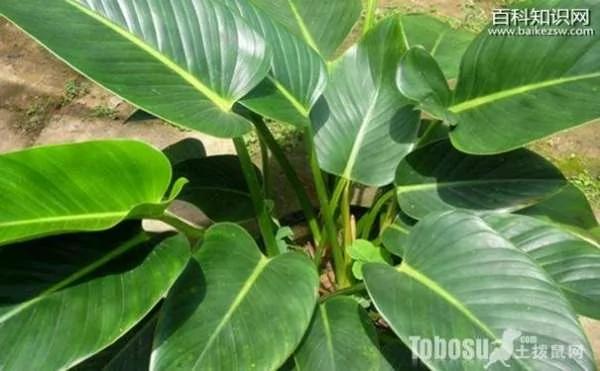 这4种植物可清除室内油烟和粉尘 简单又能美化房间