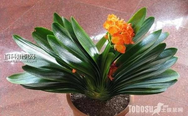 这4种植物可清除室内油烟和粉尘 简单又能美化房间