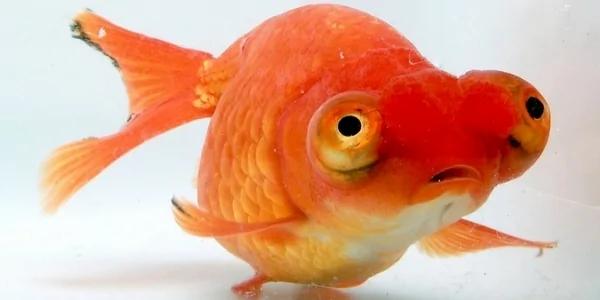 金鱼也是会中暑的!防止宝贝金鱼中暑闷缸大攻略!