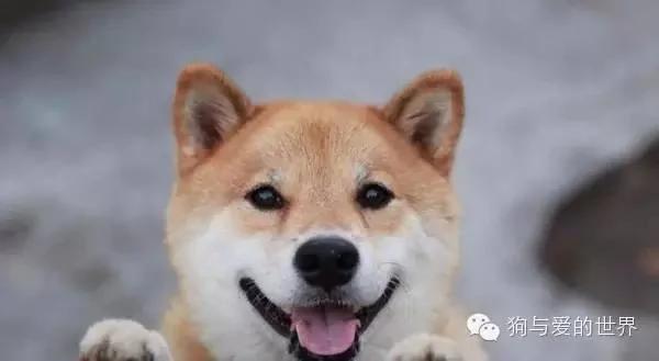 如果狗狗为你做了这6件事 证明它已爱上你