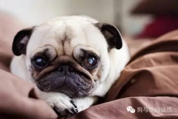 如果狗狗为你做了这6件事 证明它已爱上你