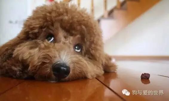 如果狗狗为你做了这6件事 证明它已爱上你