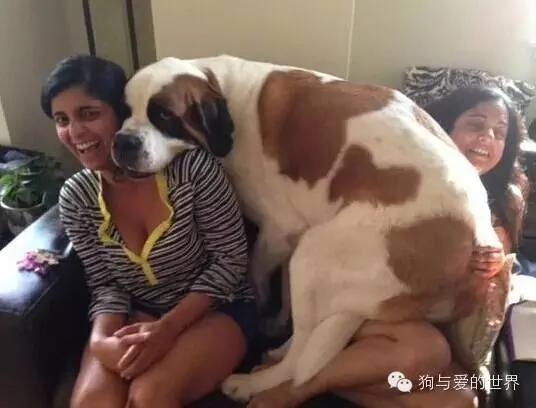 如果狗狗为你做了这6件事 证明它已爱上你