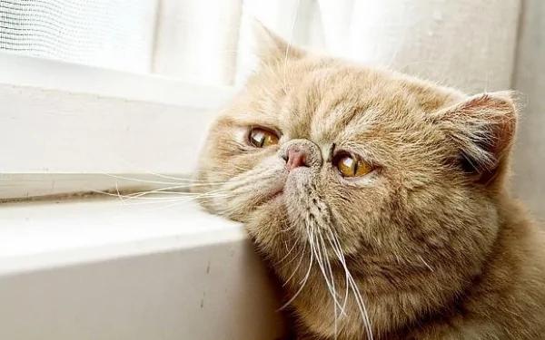猫招邪还是猫报恩?自从养了这只黑猫 我家的生活带来如此变化