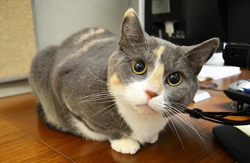 猫招邪还是猫报恩?自从养了这只黑猫 我家的生活带来如此变化