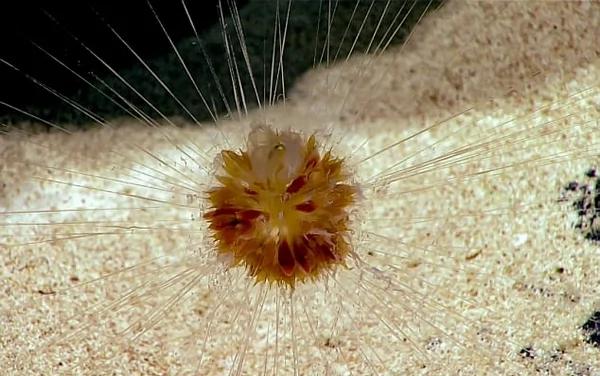 怪异!美科学家千米深海底发现大量玻璃海绵