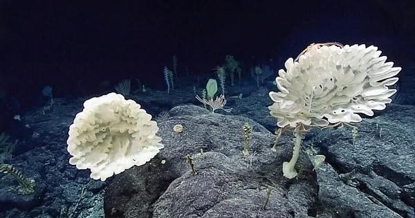 怪异!美科学家千米深海底发现大量玻璃海绵