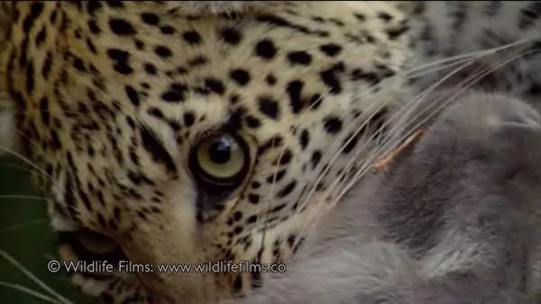花豹猎杀小狒狒的妈妈 接下来的举动…
