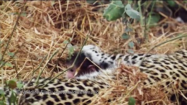 花豹猎杀小狒狒的妈妈 接下来的举动…