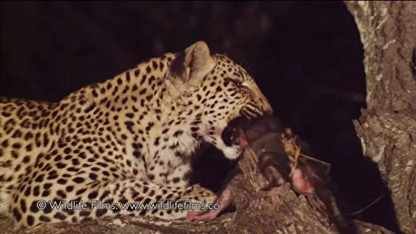 花豹猎杀小狒狒的妈妈 接下来的举动…
