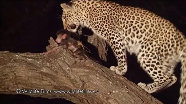 花豹猎杀小狒狒的妈妈 接下来的举动…
