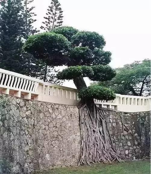 价值千万的怪树 你绝对没见过 太罕见了!
