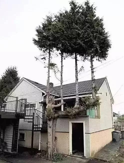 价值千万的怪树 你绝对没见过 太罕见了!