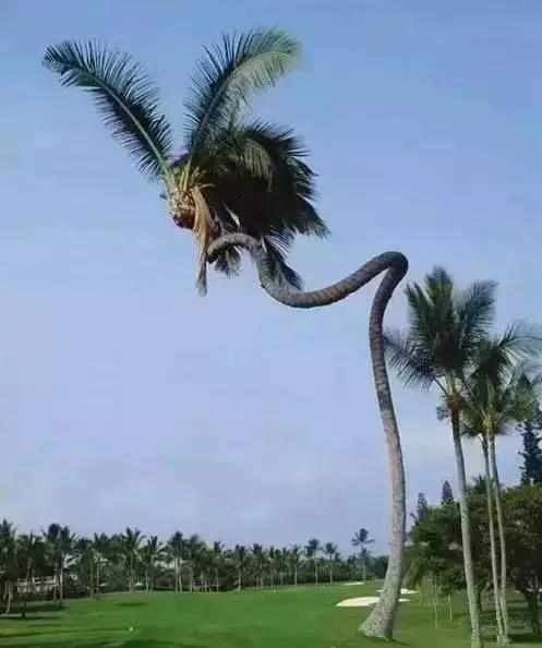 价值千万的怪树 你绝对没见过 太罕见了!