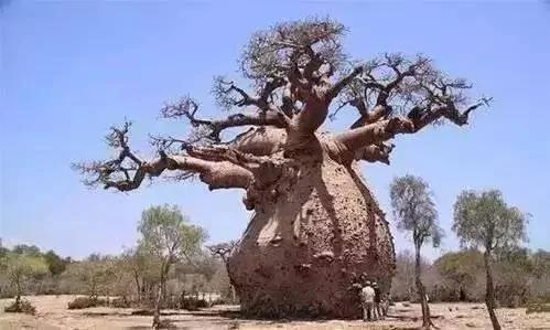 价值千万的怪树 你绝对没见过 太罕见了!