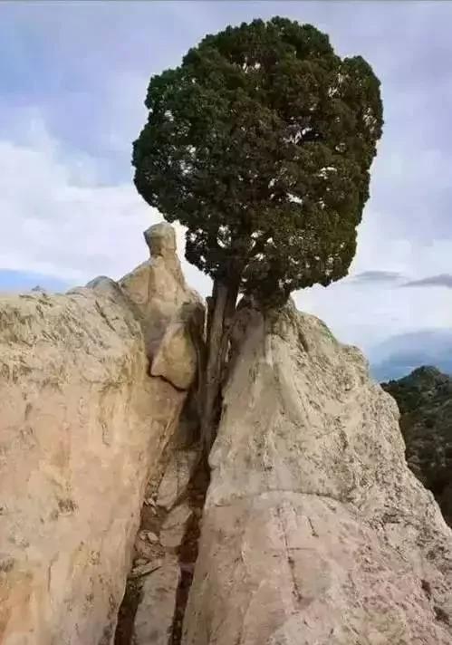 价值千万的怪树 你绝对没见过 太罕见了!
