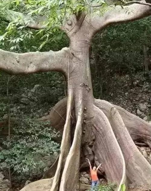 价值千万的怪树 你绝对没见过 太罕见了!