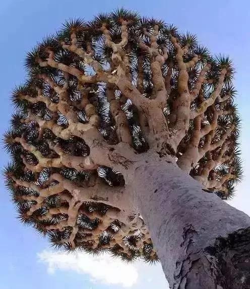 价值千万的怪树 你绝对没见过 太罕见了!