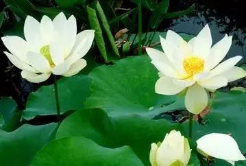 你是几月生?看看你是什么花!超准!