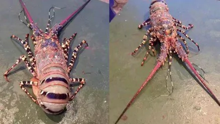 一渔民意外捕到一只罕见龙虾（网络图片）
