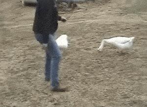 主人买了鲱鱼罐头给哈士奇吃 结果二哈反应亮了