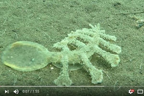 奇怪的海洋生物 头部就是一张伸缩大嘴!