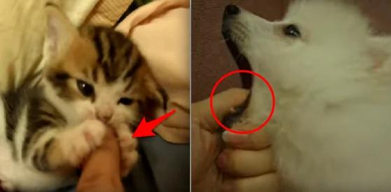 狗狗、猫咪突然咬你一口 之后再反过来舔舔你原来是“这种意思”!