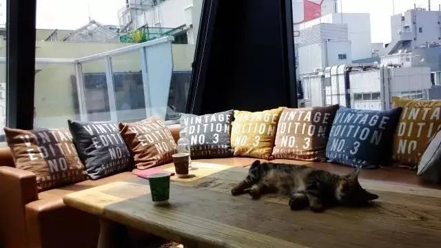 4家东京有名的猫咪咖啡馆 被誉为猫奴的天堂!