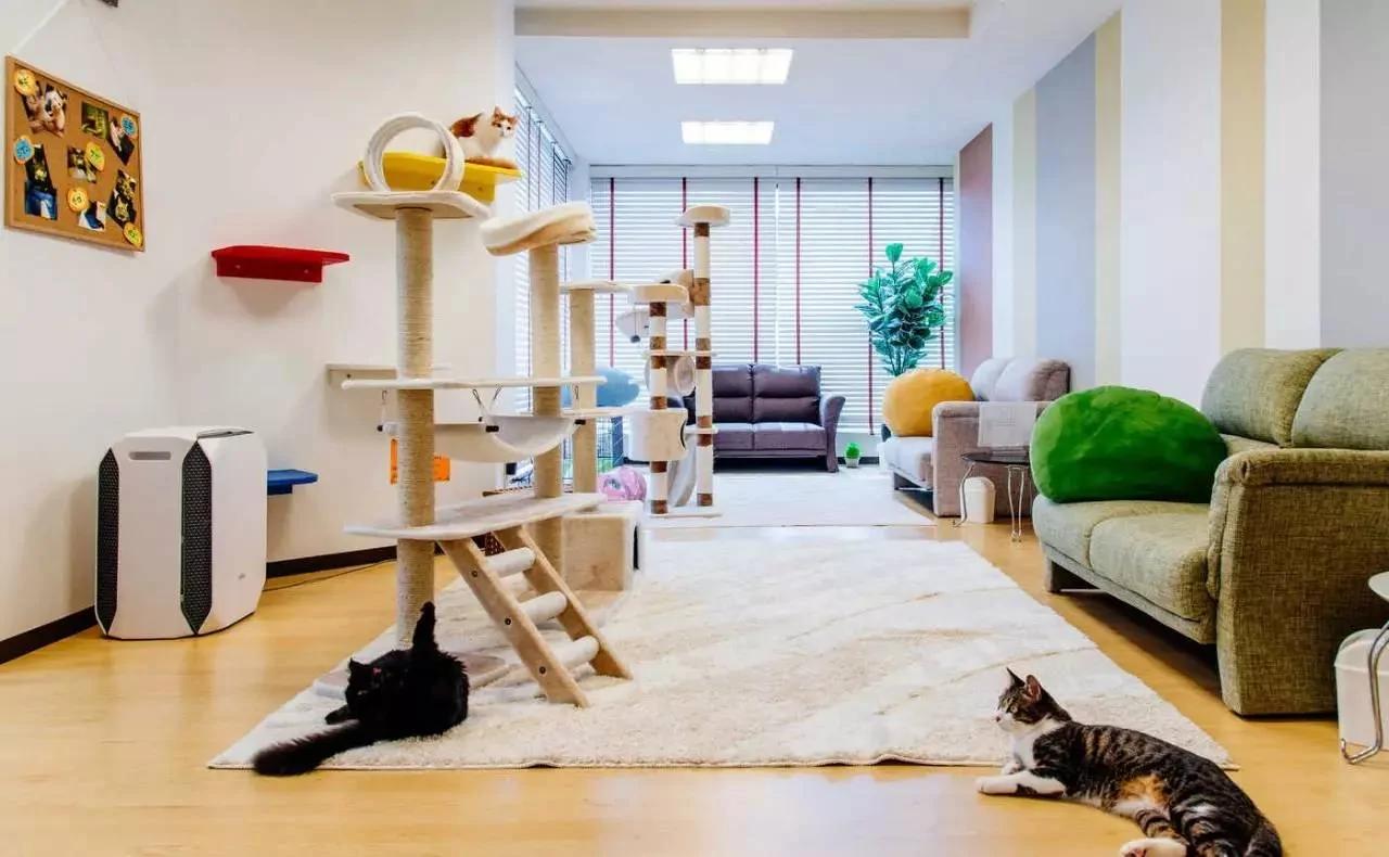 4家东京有名的猫咪咖啡馆 被誉为猫奴的天堂!