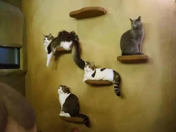 4家东京有名的猫咪咖啡馆 被誉为猫奴的天堂!