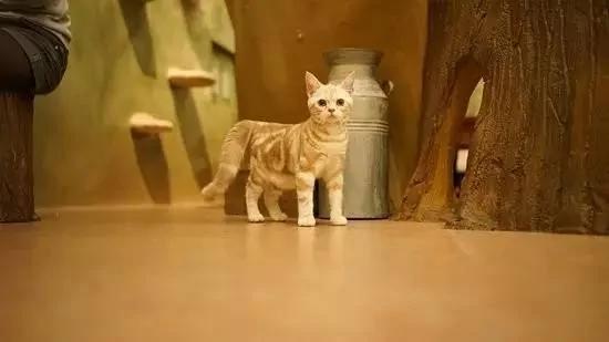 4家东京有名的猫咪咖啡馆 被誉为猫奴的天堂!