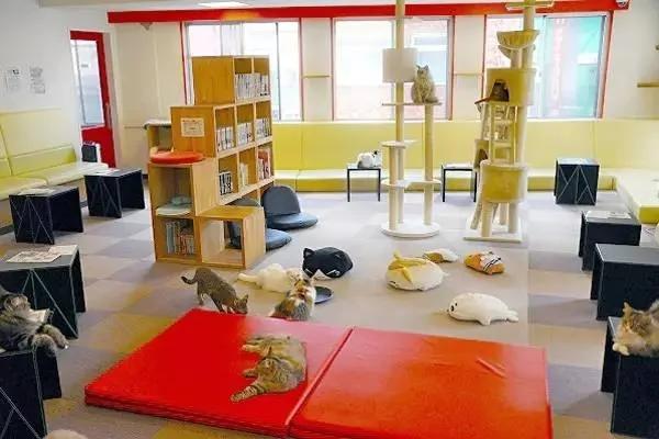 4家东京有名的猫咪咖啡馆 被誉为猫奴的天堂!