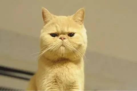 4家东京有名的猫咪咖啡馆 被誉为猫奴的天堂!