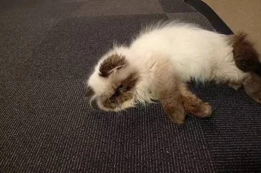 4家东京有名的猫咪咖啡馆 被誉为猫奴的天堂!