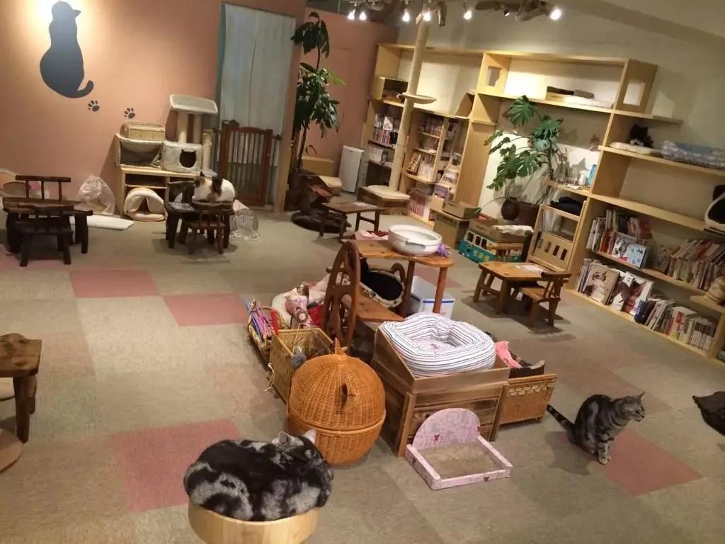 4家东京有名的猫咪咖啡馆 被誉为猫奴的天堂!