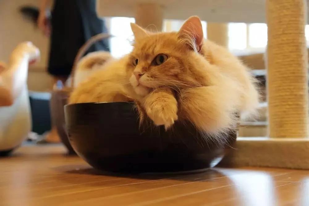 4家东京有名的猫咪咖啡馆 被誉为猫奴的天堂!