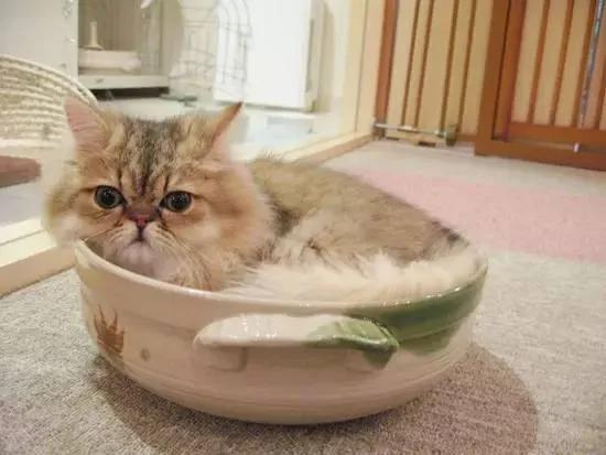 4家东京有名的猫咪咖啡馆 被誉为猫奴的天堂!