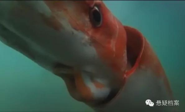 日本富山湾惊现“巨型红色生物” 体长惊人 一旦被它抓住 就没命了!