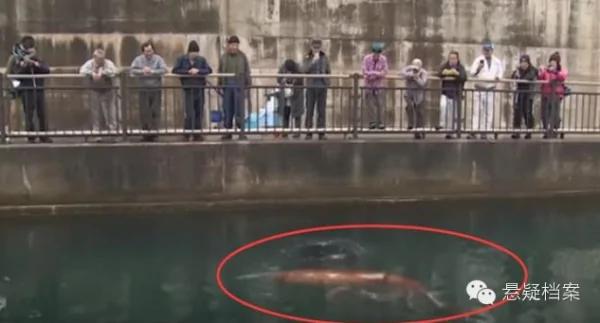 日本富山湾惊现“巨型红色生物” 体长惊人 一旦被它抓住 就没命了!