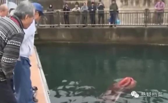 日本富山湾惊现“巨型红色生物” 体长惊人 一旦被它抓住 就没命了!