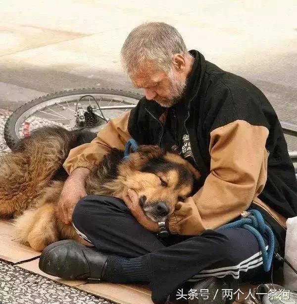 金毛疯狂地冲向了一个流浪汉 路人惊叫 了解内情后却泪湿了眼眶!