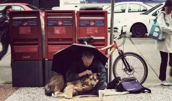 金毛疯狂地冲向了一个流浪汉 路人惊叫 了解内情后却泪湿了眼眶!