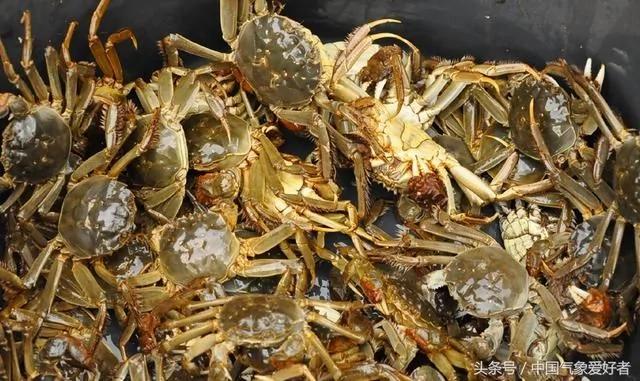 德国小龙虾泛滥爬上街道 而且不能吃