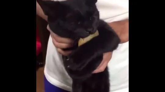 猫咪偷吃食物被抓包眼神死:要肉干没有 要命一条!