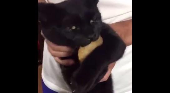 猫咪偷吃食物被抓包眼神死:要肉干没有 要命一条!