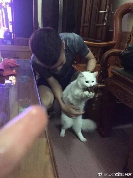 猫咪偷吃食物被抓包眼神死:要肉干没有 要命一条!