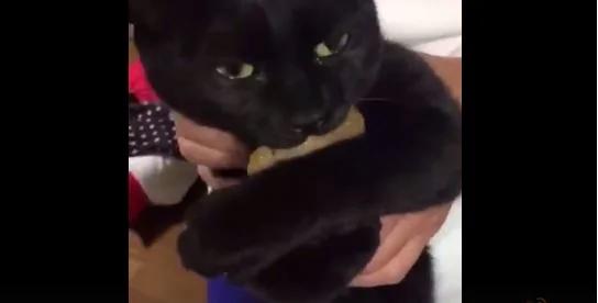 猫咪偷吃食物被抓包眼神死:要肉干没有 要命一条!