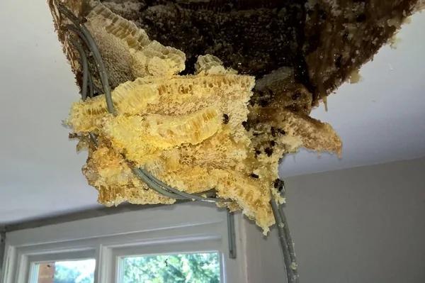 英夫妇家阁楼藏巨大蜂巢 蜂蜜渗透天花板